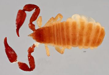 Vorschaubild Rhacochelifer anatolicus Beier, 1949
